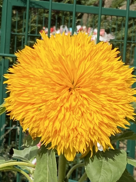 Llanfechain School Community Garden